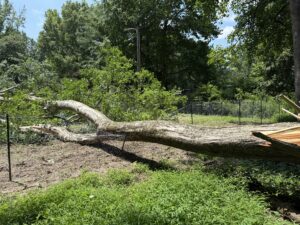 Fallen tree branch in a residential yard, showcasing tree removal process and surrounding greenery, emphasizing landscape improvement and safety.